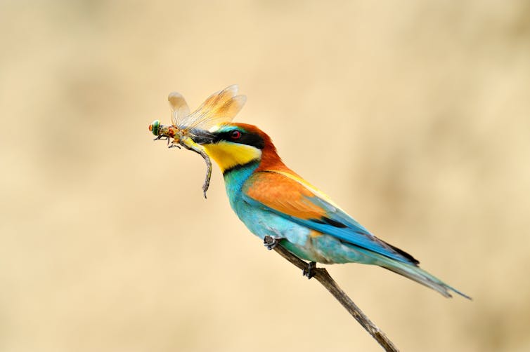 Un ave de la familia de los merópidos europeos (Merops apiaster) atrapa una libélula. Aaltair/Shutterstock