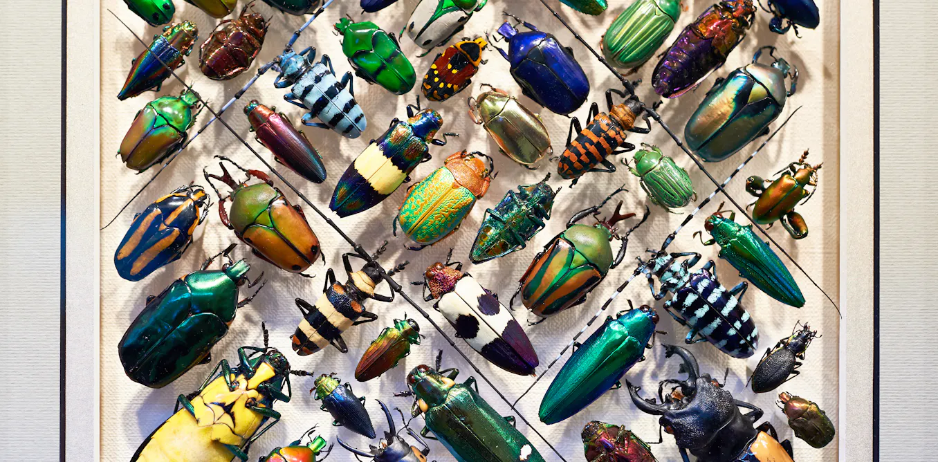 What happens to the natural world if all the insects disappear?