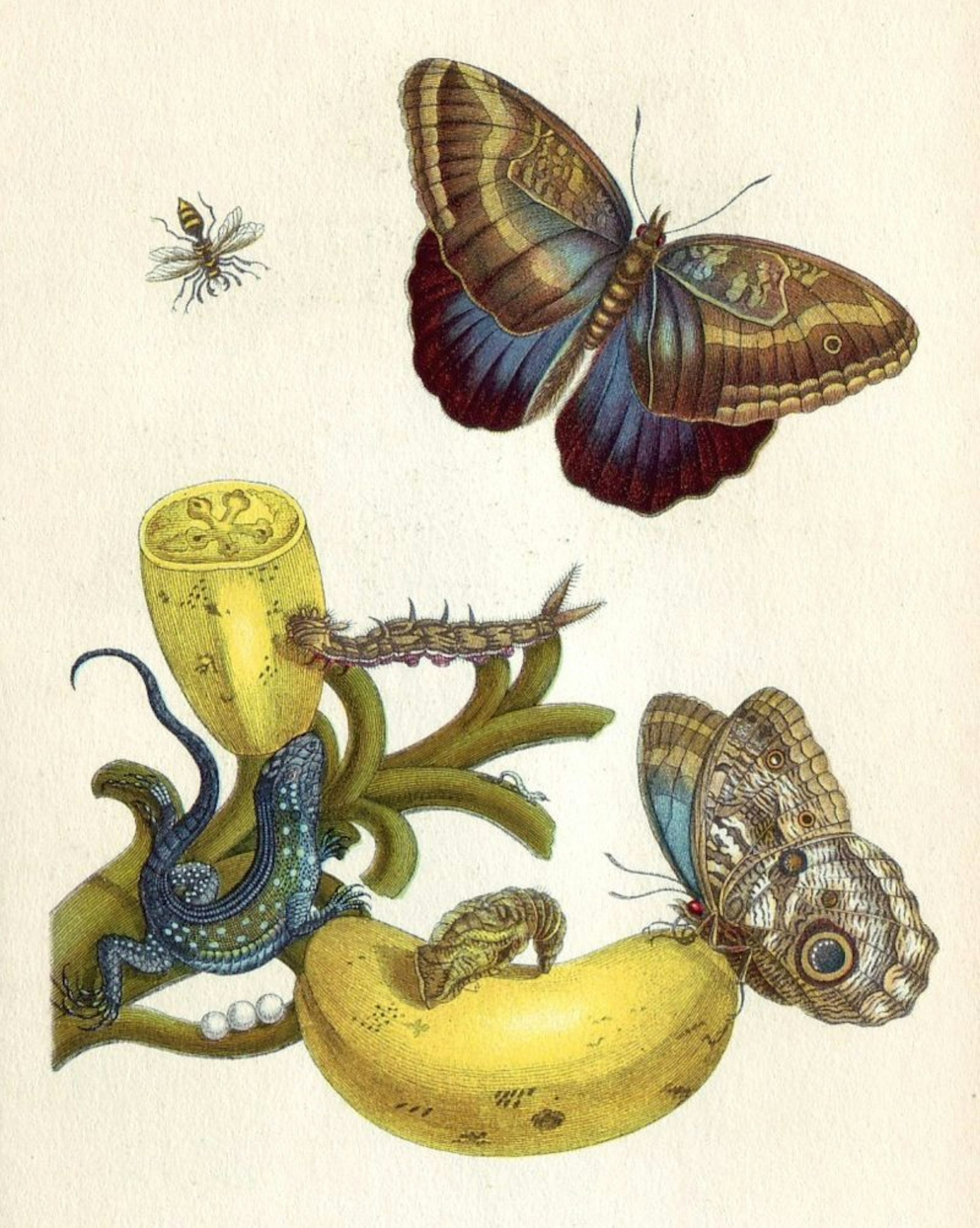 Her Art Informed Science: Maria Sibylla Merian, By Tanya Latty | DailyGood