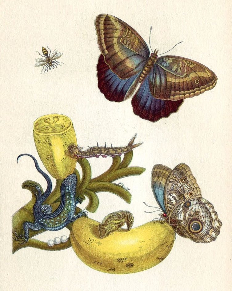 Maria Sibylla Merian, 17th-century entomologist and scientific adventurer