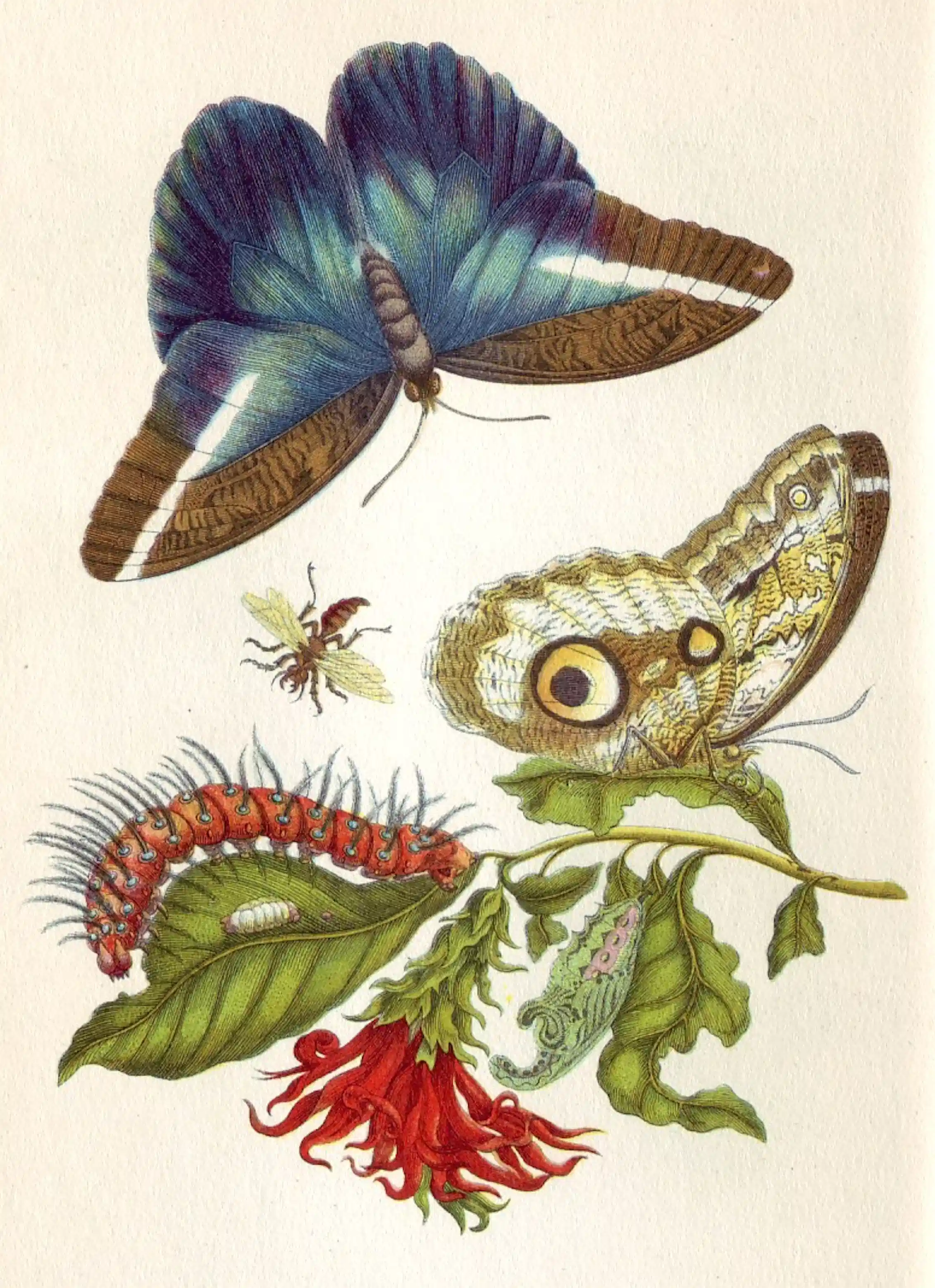 Her Art Informed Science: Maria Sibylla Merian, by Tanya Latty | DailyGood