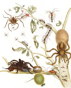 Maria Sibylla Merian, 17th-century entomologist and scientific adventurer