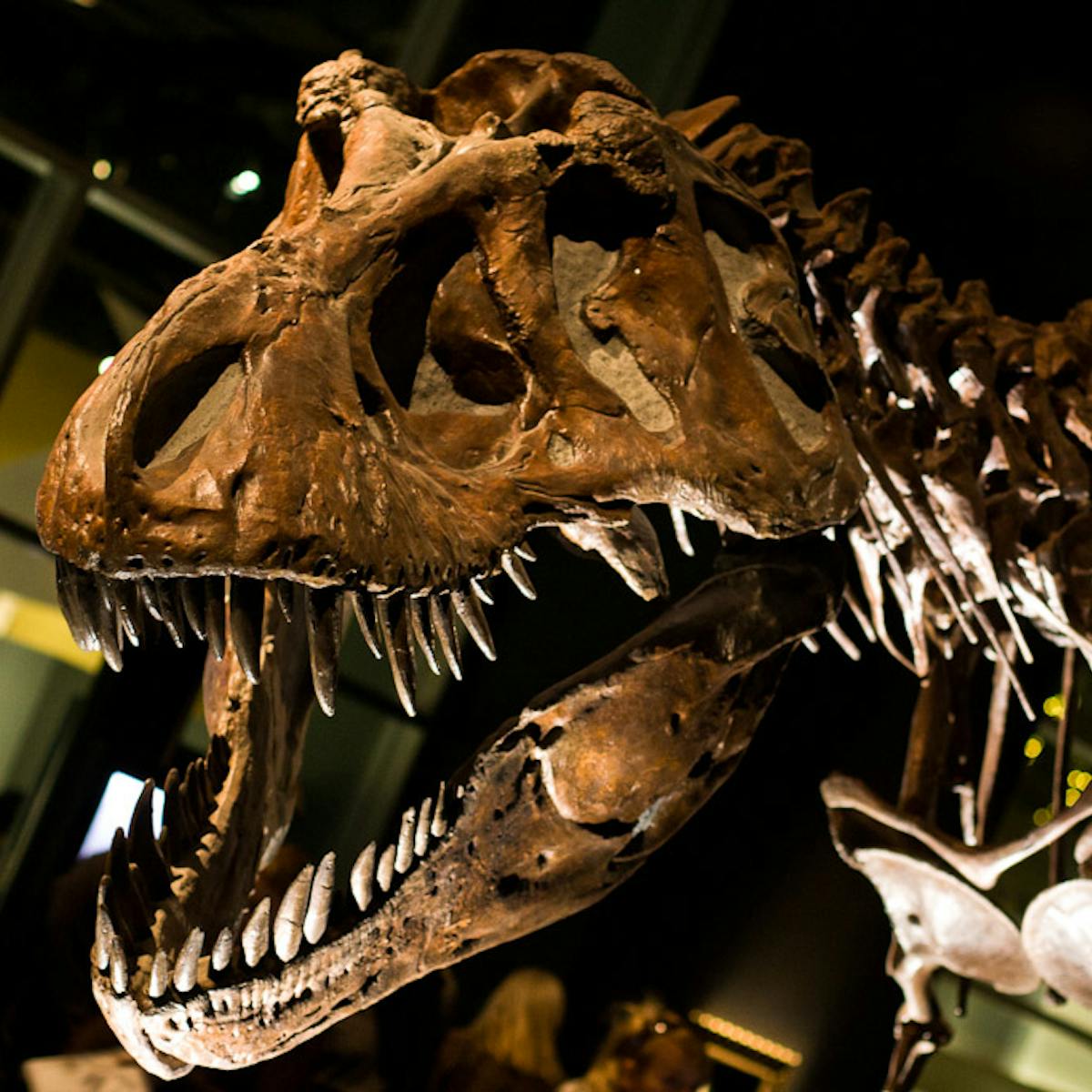 How Many Dinosaurs  Have Lived On Earth  The Earth  Images  How Many Dinosaurs  Have Lived On Earth  The Earth  Images