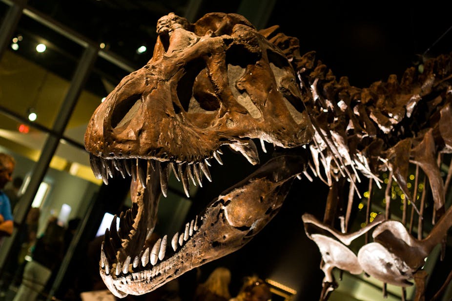 Curious Kids why did the dinosaurs die Curious Kids why did the dinosaurs die