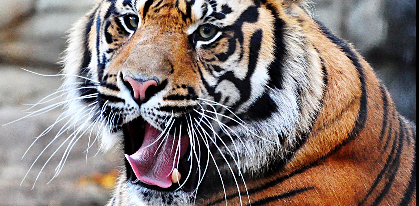 Curious Kids Why Do Tigers Have Whiskers