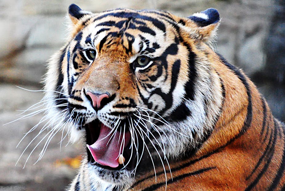 വീടിന്റെ ഉമ്മറത്ത് കടുവ; മുന്നില്ചെന്നുപെട്ട് വീട്ടുടമ, ഭയന്നുവിറച്ച് നാട്ടുകാര് വീടിന്റെ ഉമ്മറത്ത് കടുവ; മുന്നില്ചെന്നുപെട്ട് വീട്ടുടമ, ഭയന്നുവിറച്ച് നാട്ടുകാര്