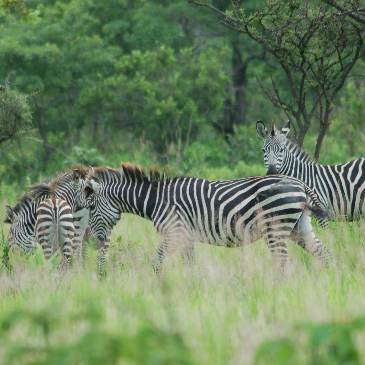 Zebra's stripes are a no fly zone for flies