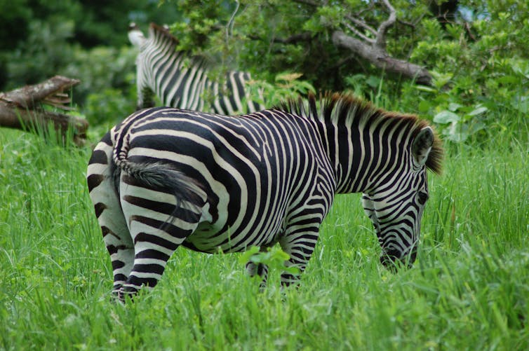 Zebra's stripes are a no fly zone for flies