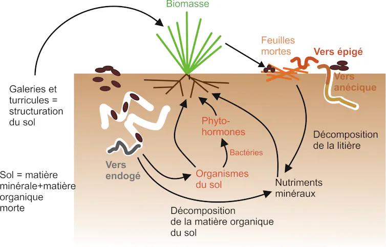 Quel est le rôle du ver de terre