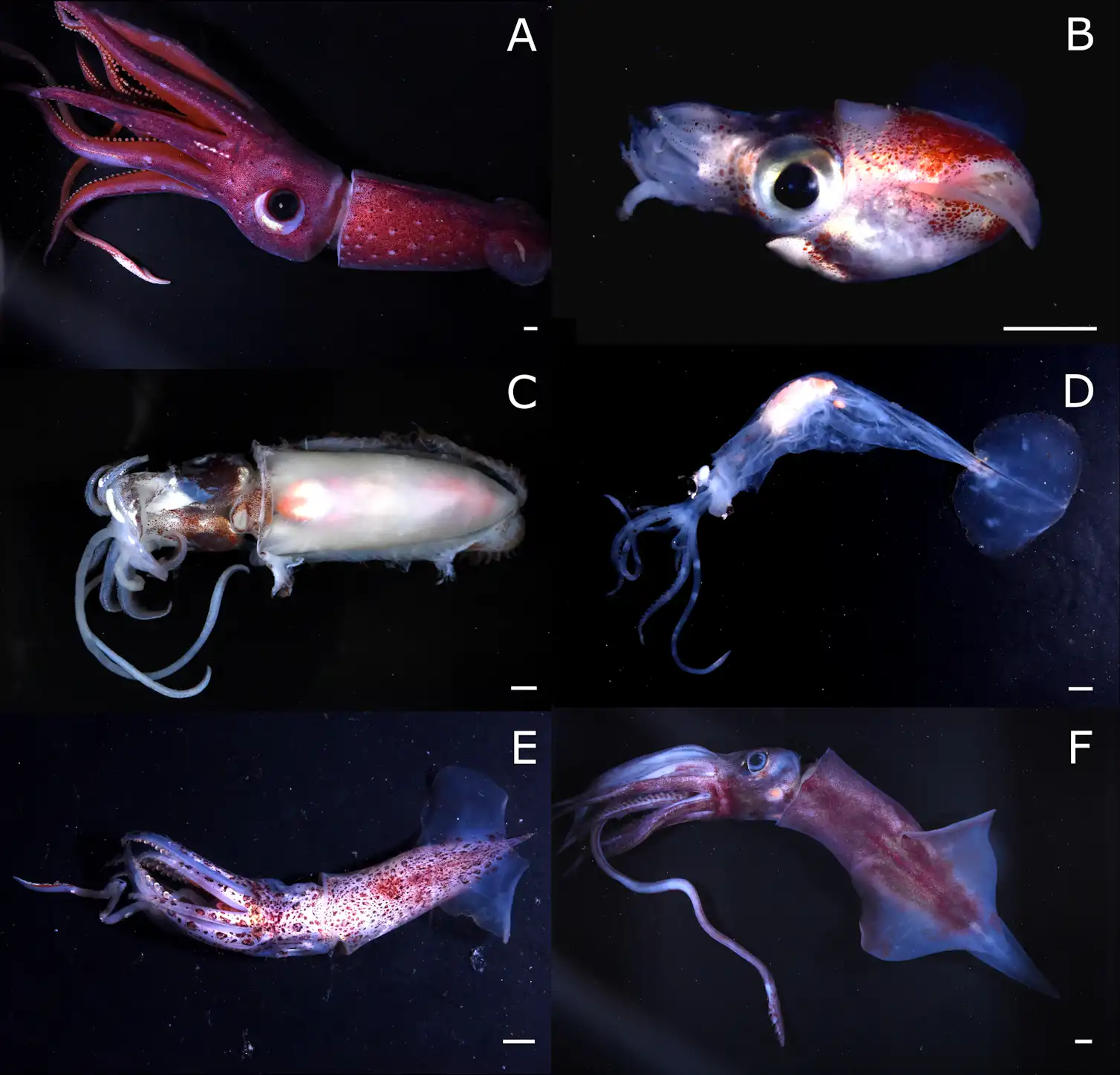 Squid team finds high species diversity off Kermadec Islands, part of ...