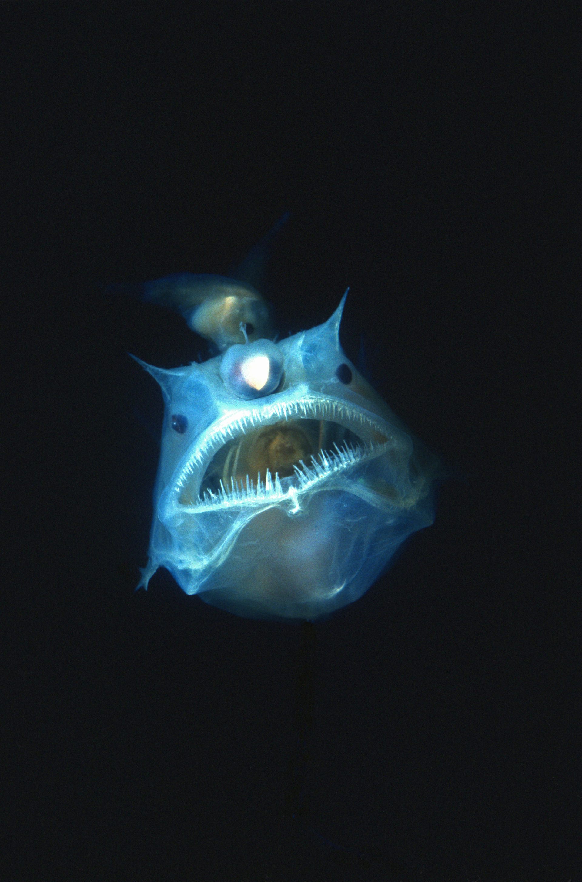 cute real life deep sea creatures