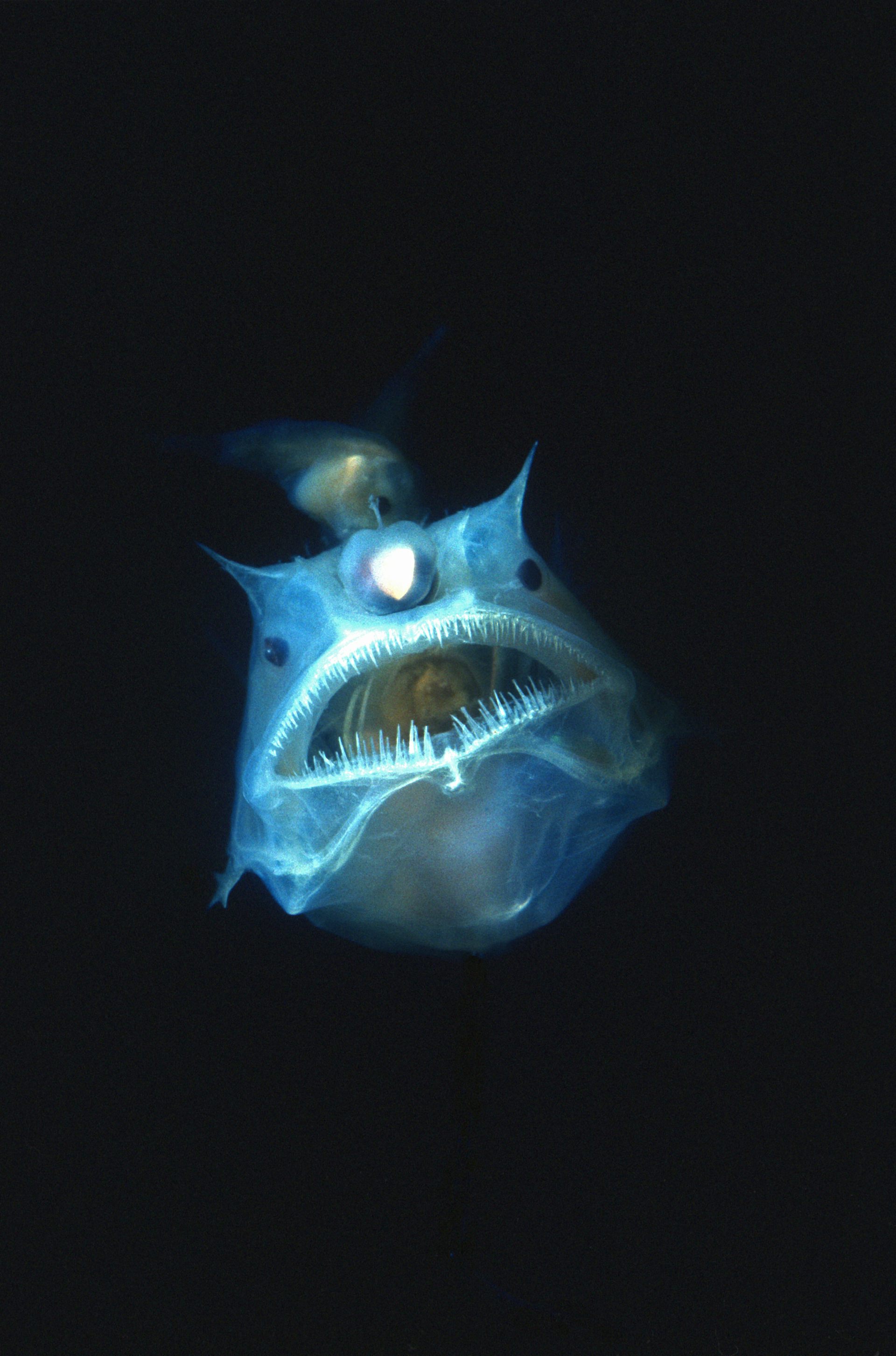 fish in the deep sea