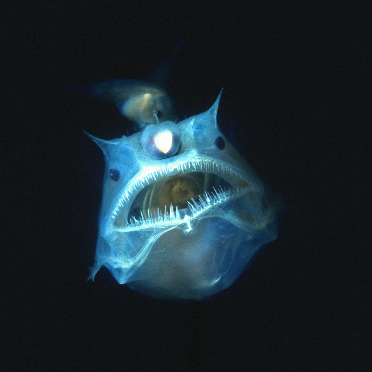 Curious Kids How Do Creatures Living In The Deep Sea Stay Alive Given The Pressure Curious Kids How Do Creatures Living In The Deep Sea Stay Alive Given The Pressure