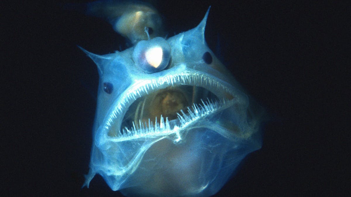 Curious Kids How Do Creatures Living In The Deep Sea Stay Alive Given The Pressure