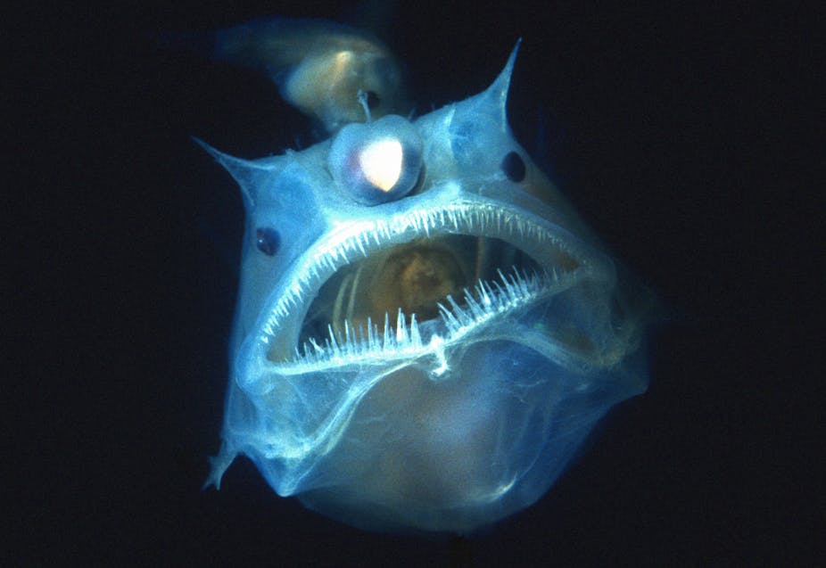 Curious Kids: how do creatures living in the deep sea stay alive given the  pressure?