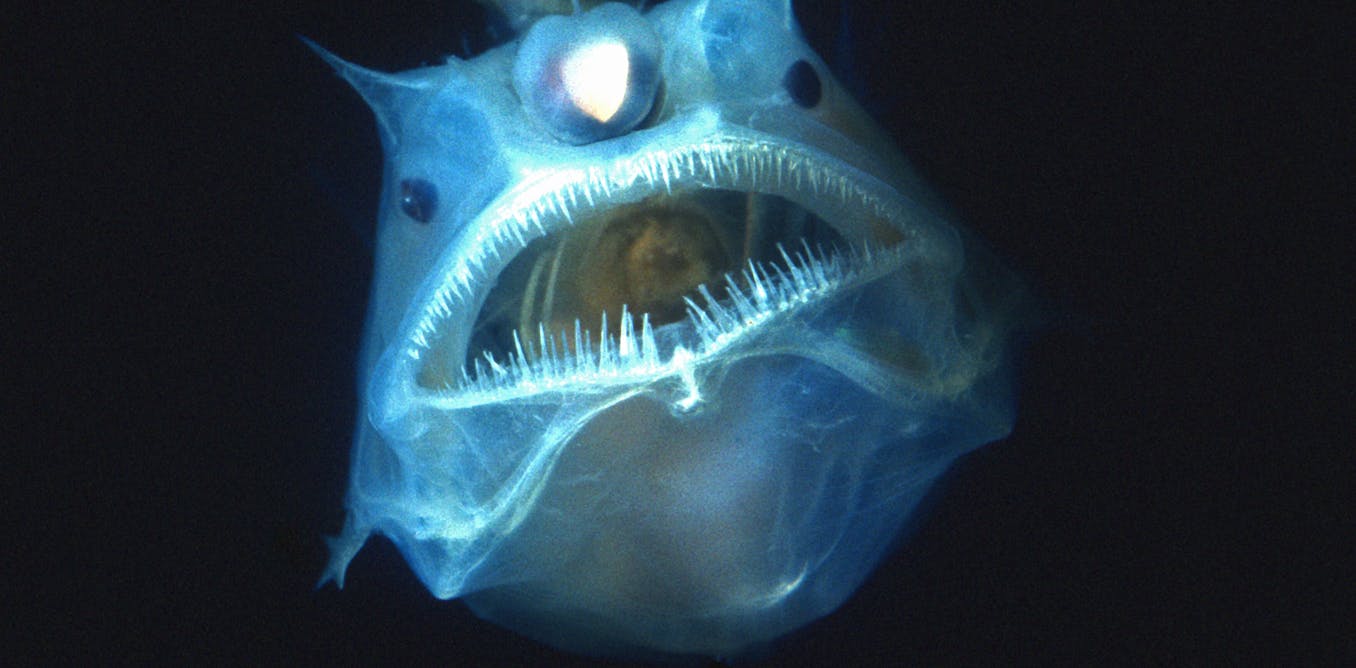 Curious Kids: how do creatures living in the deep sea stay alive given the pressure?