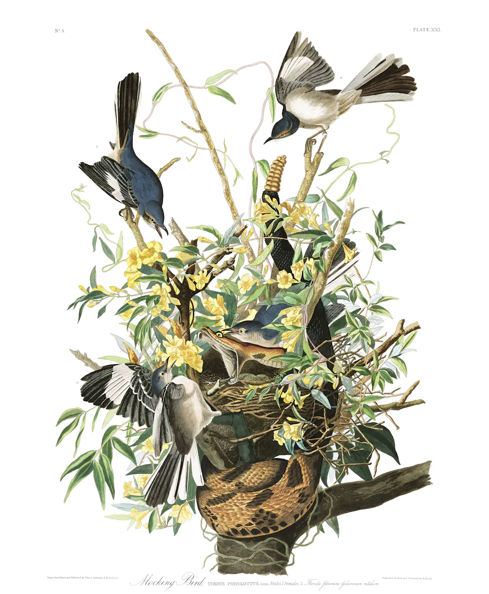 Mockingbird Mating Sexual selection in action: Birds that attract multiple mates change ...