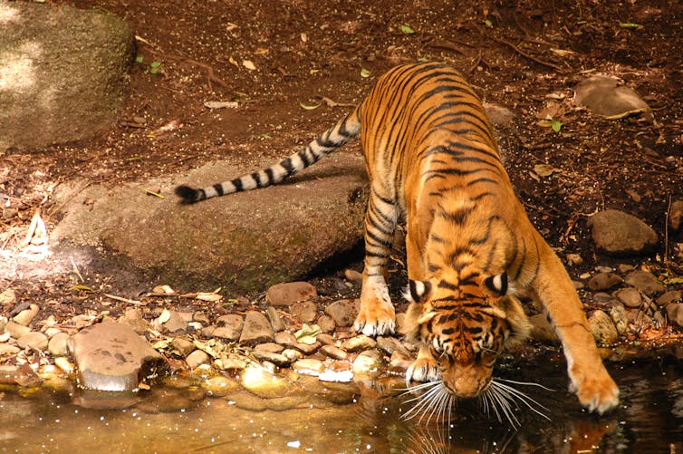 Curious Kids: why do tigers have whiskers?