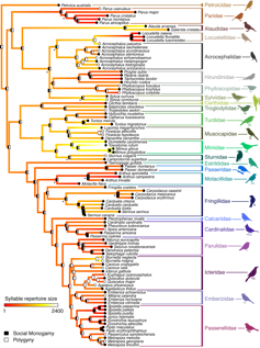 Sexual selection in action: Birds that attract multiple mates change their songs more quickly