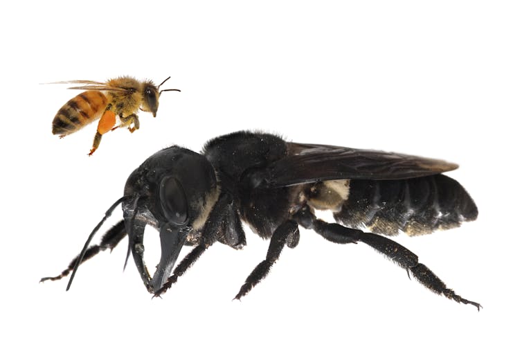 how a tropical holiday led us to find the world's biggest bee