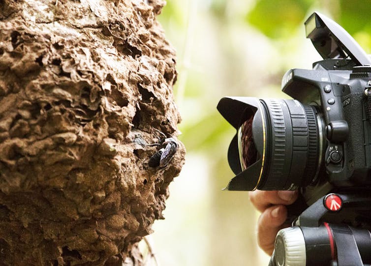 how a tropical holiday led us to find the world's biggest bee