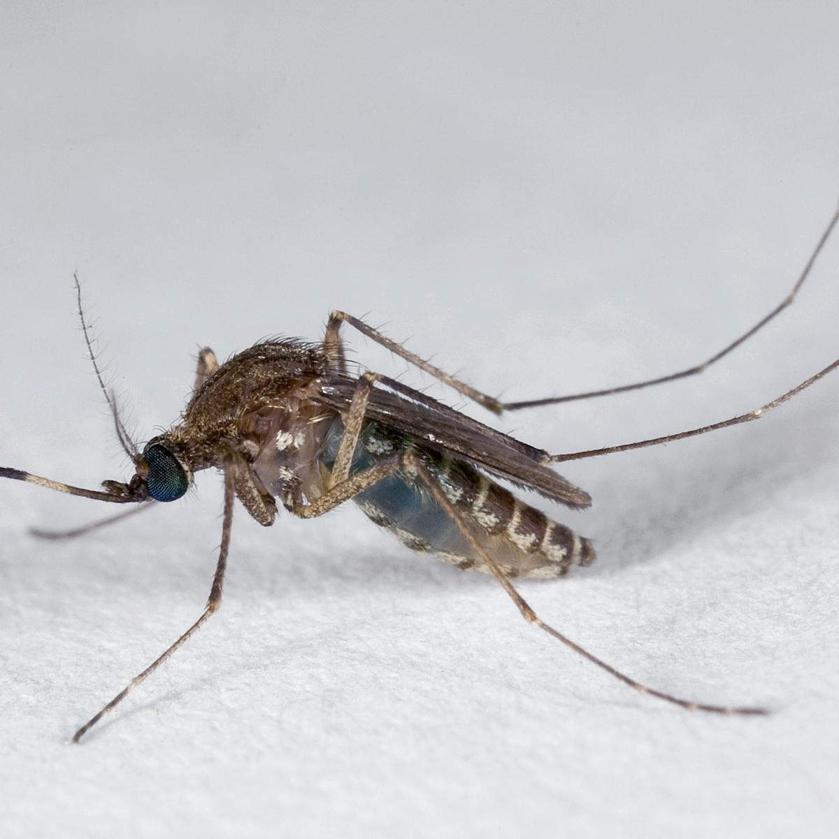 Explainer: what is Murray Valley encephalitis virus?