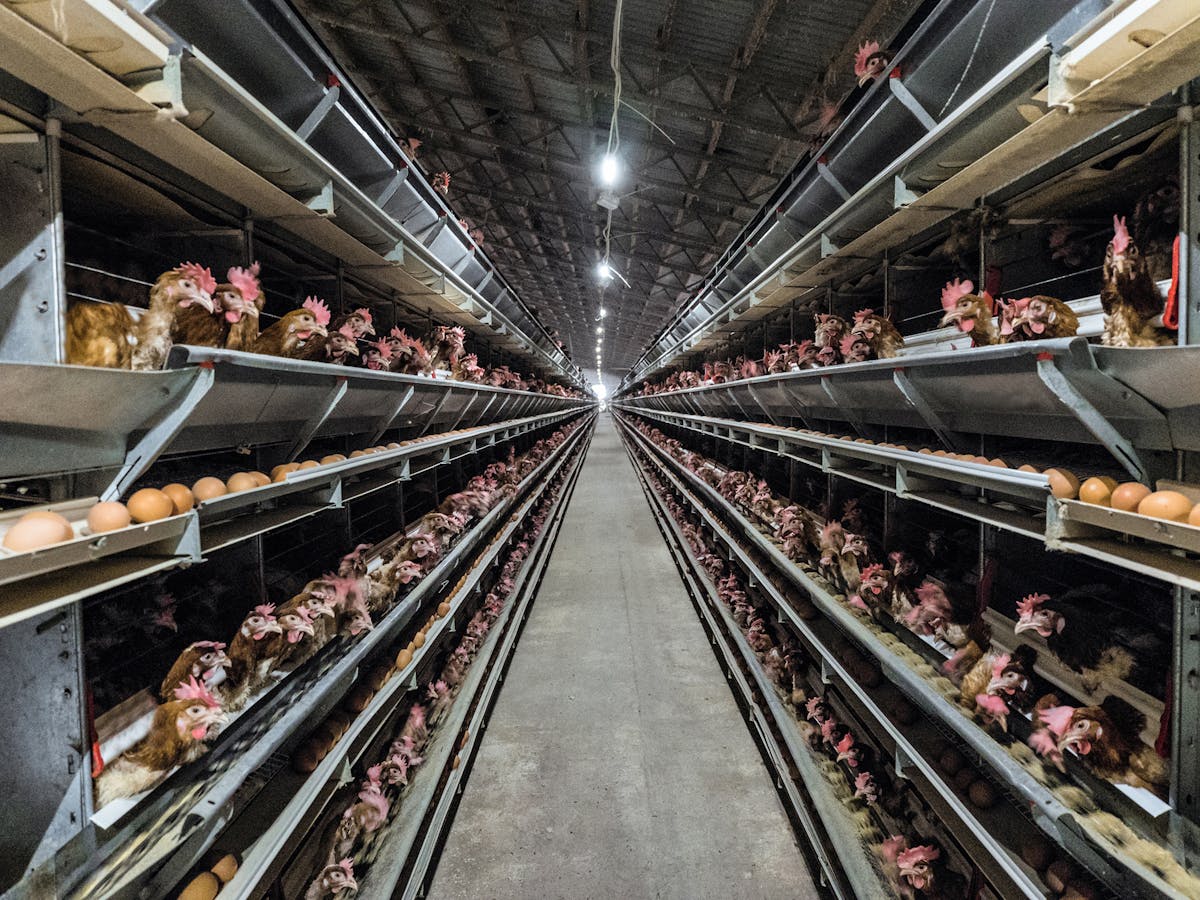 Go vegan because of mass exploitation of animals, not because eating them is wrong Go vegan because of mass exploitation of animals, not because eating them is wrong