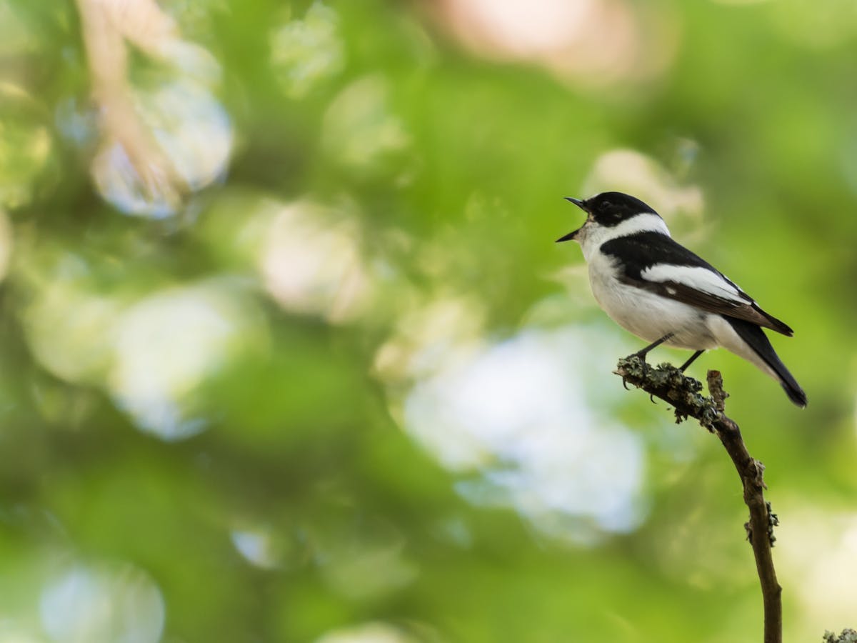 Sexual selection in action: Birds that attract multiple mates change their  songs more quickly