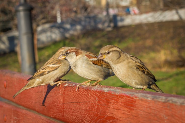 Sexual selection in action: Birds that attract multiple mates change their songs more quickly