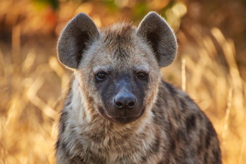 Image result for hyena