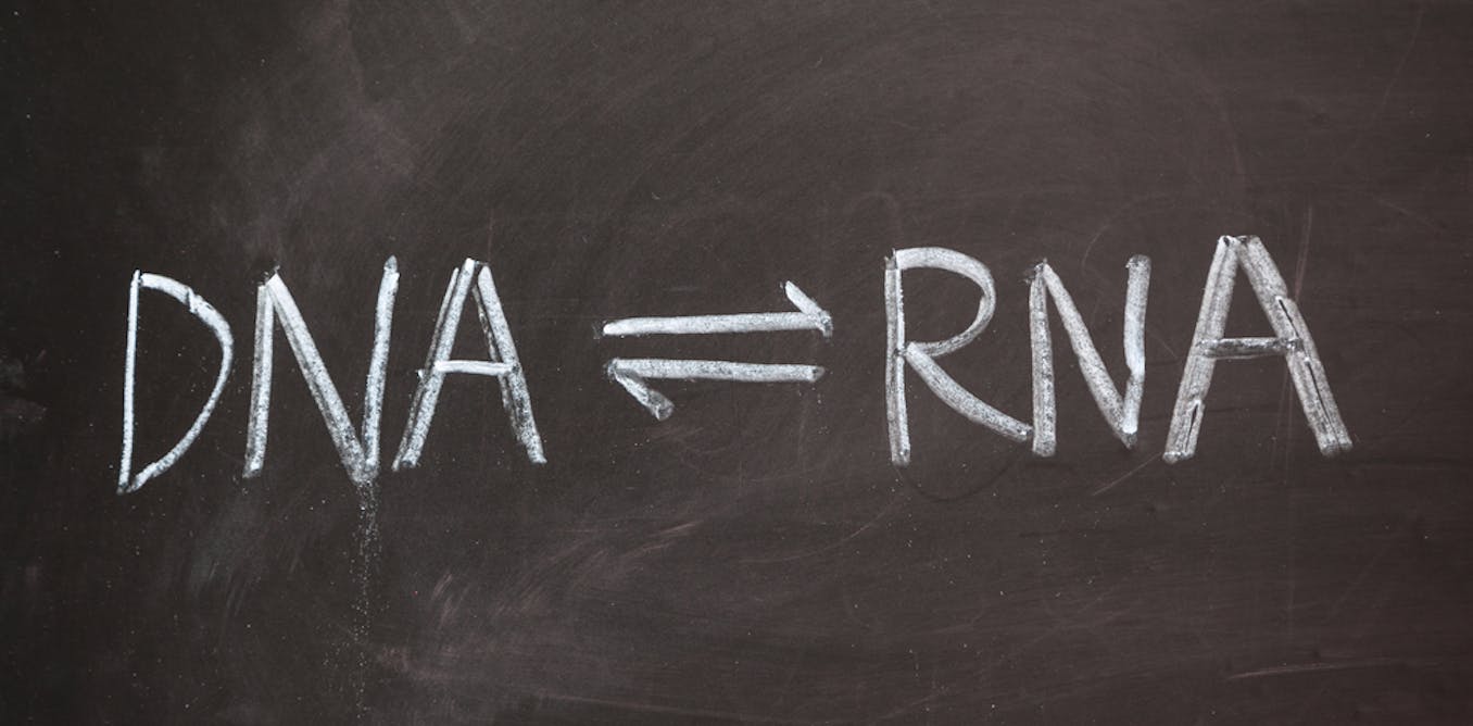 Explainer: what is RNA?