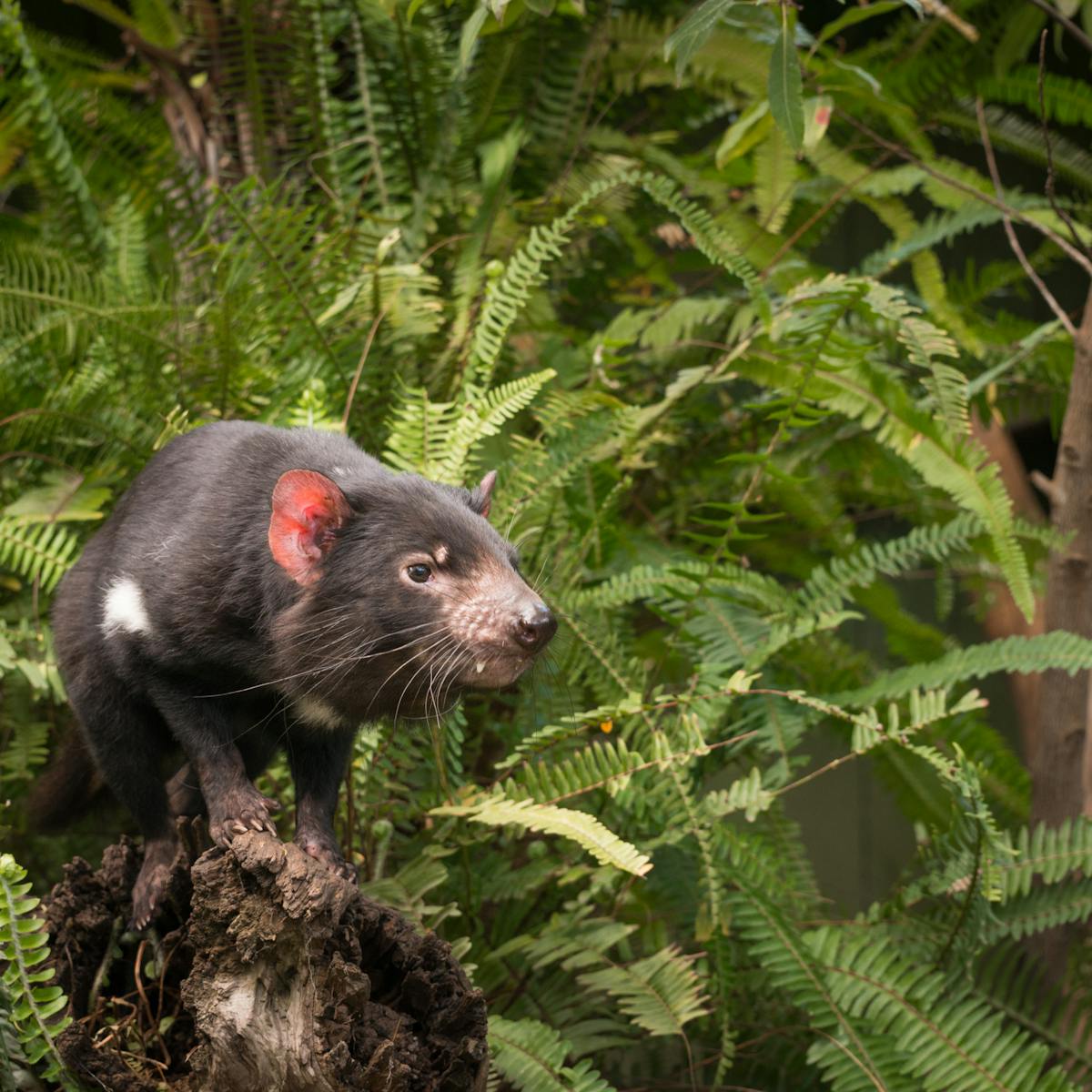 Could Tassie Devils Help Control Feral Cats On The Mainland Fossils Say Yes