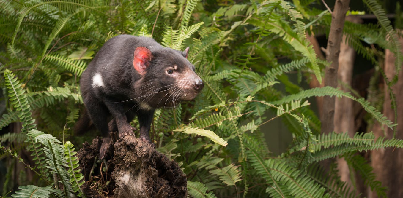 Could Tassie Devils Help Control Feral Cats On The Mainland Fossils Say Yes