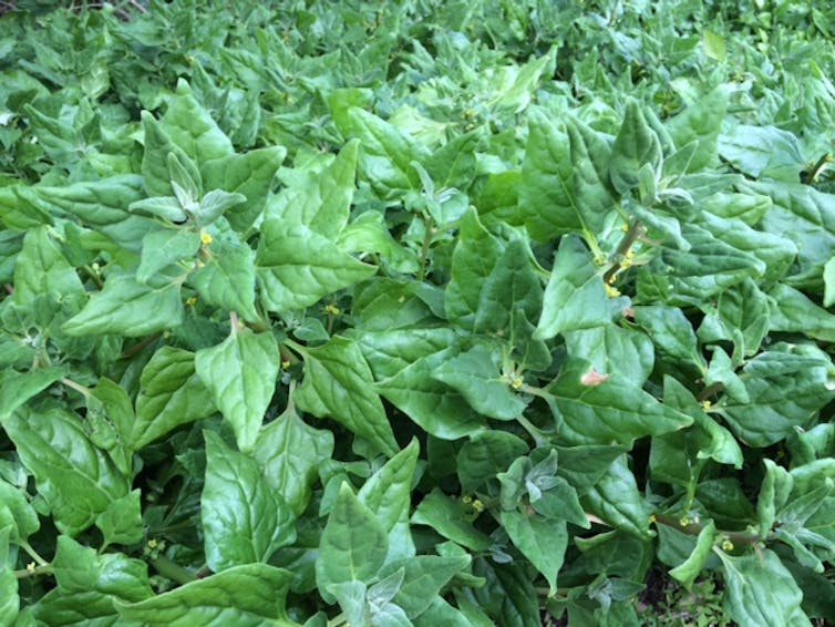 Warrigal greens are tasty, salty, and covered in tiny balloon-like hairs