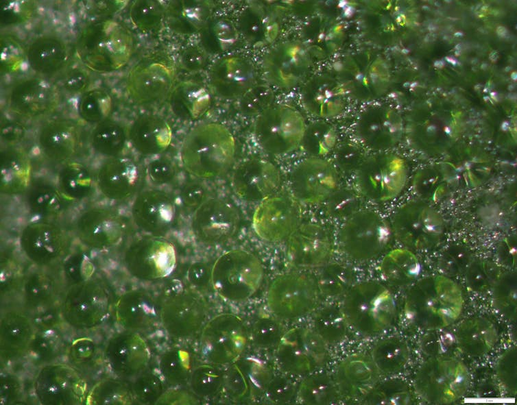 Warrigal greens are tasty, salty, and covered in tiny balloon-like hairs