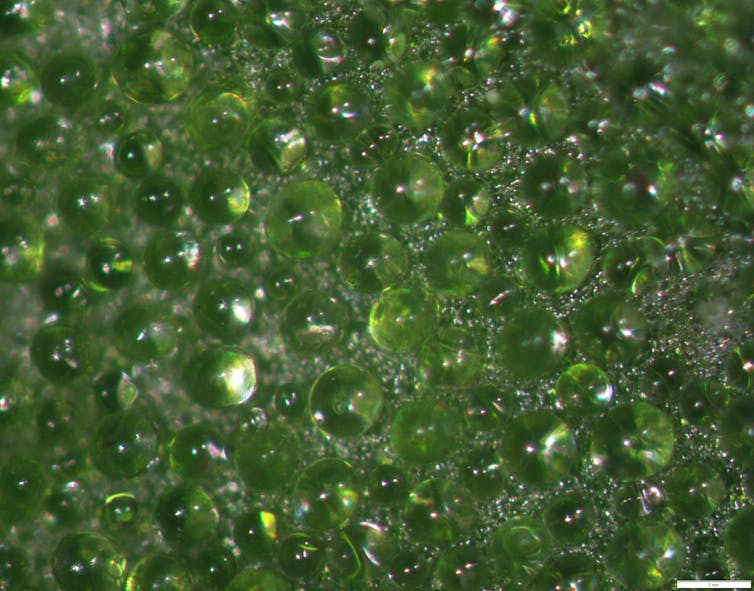 Warrigal greens are tasty, salty, and covered in tiny balloon-like hairs