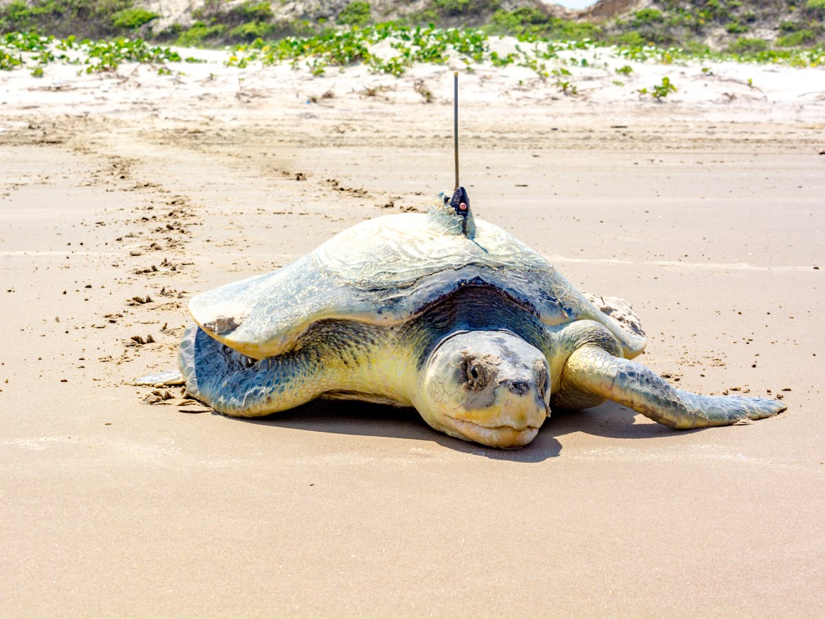 Endangered species could be saved from extinction by mathematical models – here's how Endangered species could be saved from extinction by mathematical models – here's how