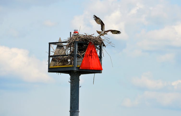 Ospreys' recovery from pollution and shooting is a global conservation success story
