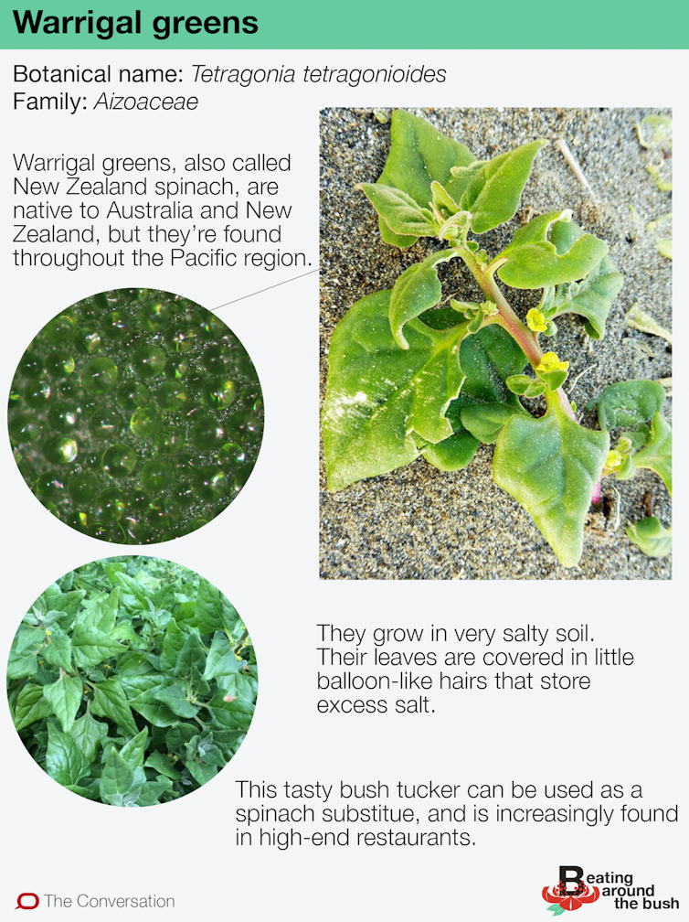 Warrigal greens are tasty, salty, and covered in tiny balloon-like hairs