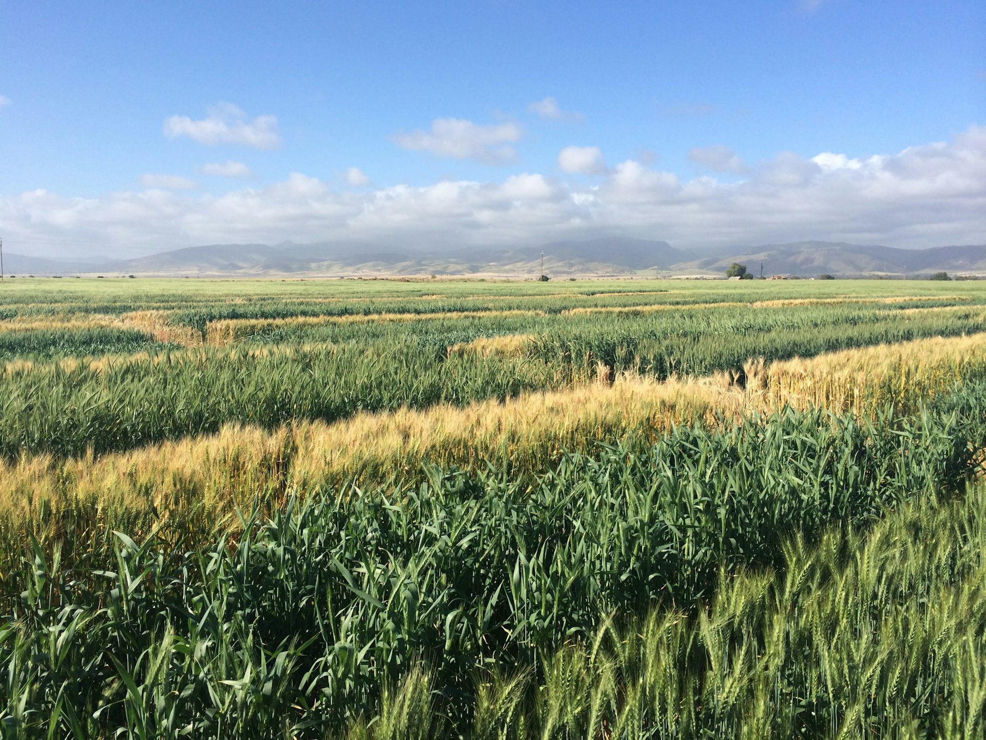 Early sowing can help save Australia's wheat from climate change