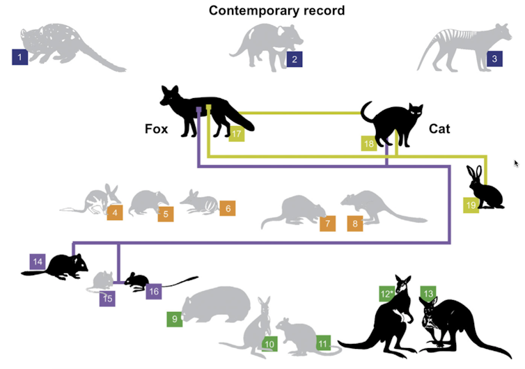 Could Tassie devils help control feral cats on the mainland? Fossils say yes