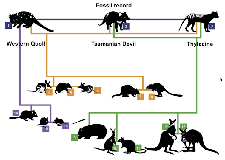 Could Tassie devils help control feral cats on the mainland? Fossils say yes