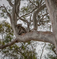 Koalas can learn to live the city life if we give them the trees and safe spaces they need