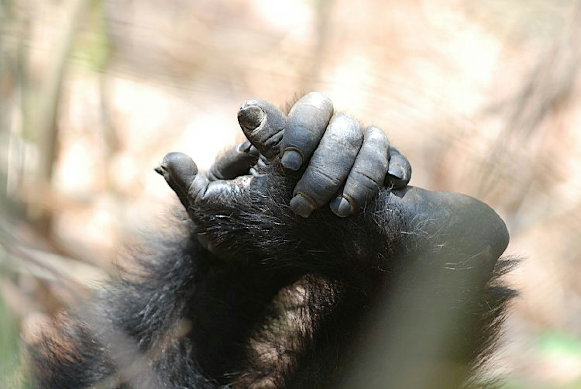 chimpanzee hand fingers