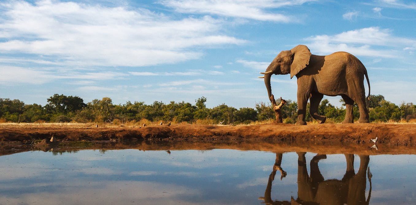 New survey raises concerns about elephant poaching in Botswana