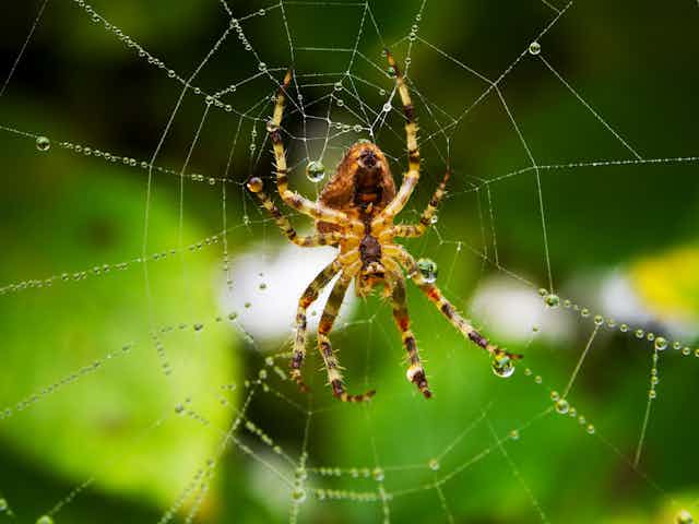 Cessez D Avoir Peur Des Araignees Elles Sont Fascinantes Et Bienveillantes Cessez D Avoir Peur Des Araignees Elles Sont Fascinantes Et Bienveillantes