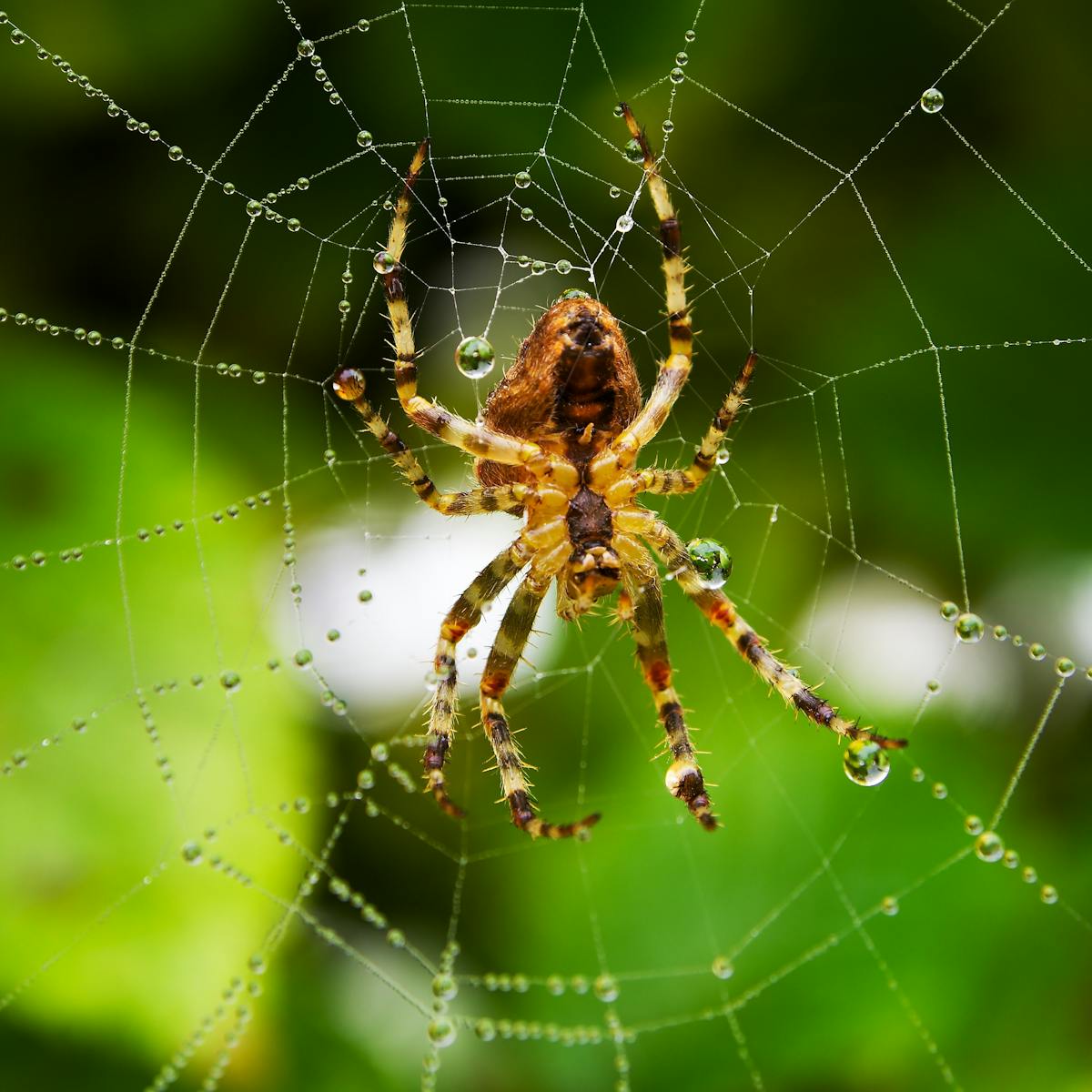 Cessez D Avoir Peur Des Araignees Elles Sont Fascinantes Et Bienveillantes Cessez D Avoir Peur Des Araignees Elles Sont Fascinantes Et Bienveillantes