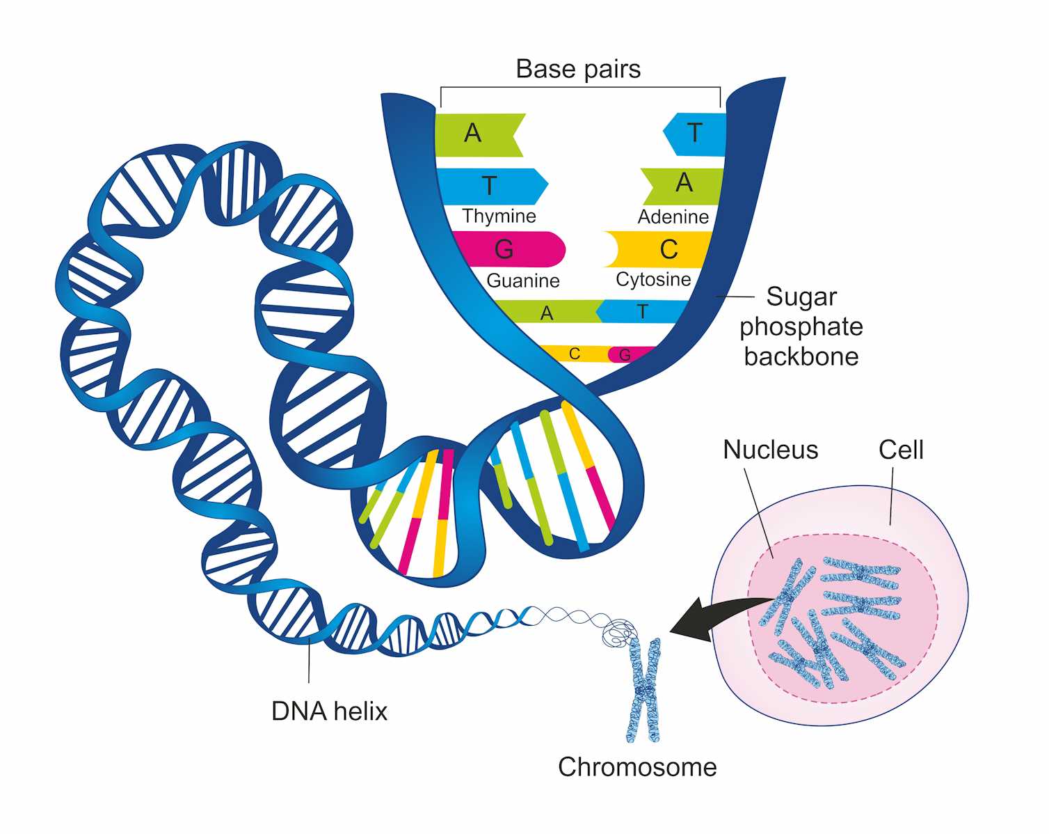 ДНК инфографика