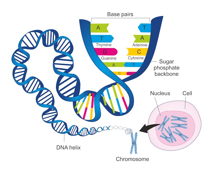 The structure of double-stranded deoxyribonucleic acid (DNA) with pairs of nucleotides: cytosine-guanine and thymine–adenine.