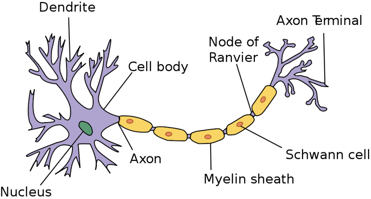 Listening in to brain communications, without surgery